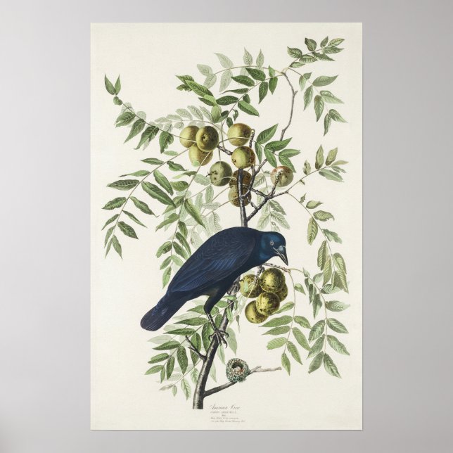Audubon Black Crow American Bird Illustration Poster (Vorne)
