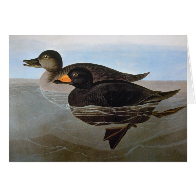 Audubon: Black Scoter (Vorderseite (Horizontal))