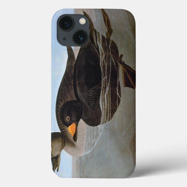 Audubon: Black Scoter Case-Mate iPhone Hülle (Rückseite)