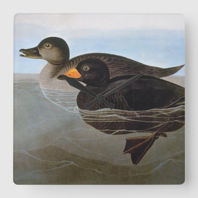 Audubon: Black Scoter Quadratische Wanduhr (Vorderseite)
