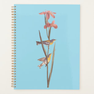 Audubon Blue Yellowback Warbler Song Birds Planer