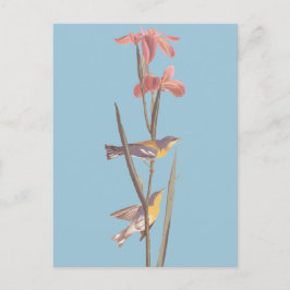Audubon Blue Yellowback Warbler Song Birds Postkarte