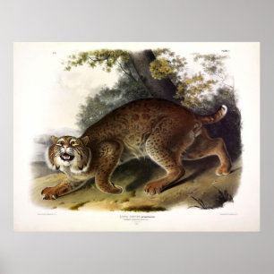 Audubon (Bobcat) Poster