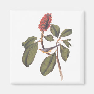 Audubon Bonaparte Flycatcher Songbird und Magnolia Magnet