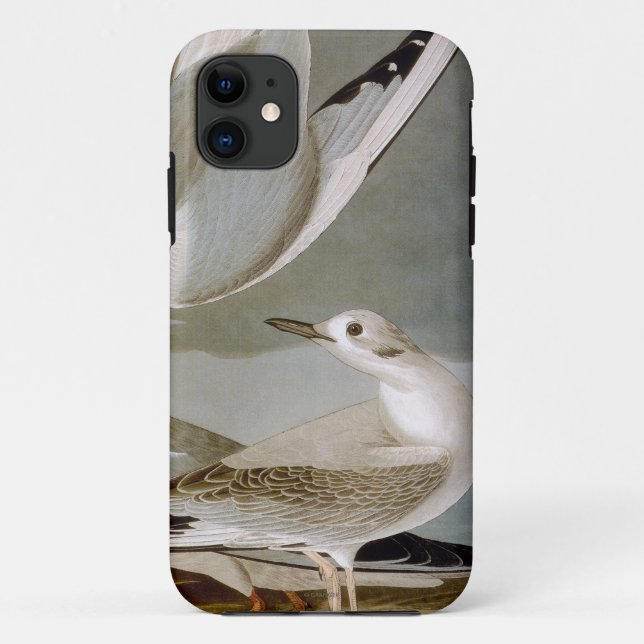 Audubon: Bonapartes Möve Case-Mate iPhone Hülle (Rückseite)