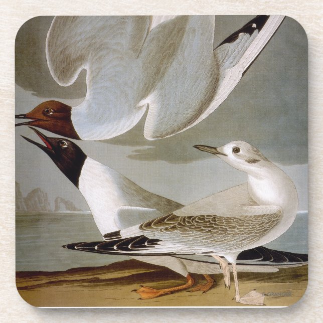 Audubon: Bonapartes Möve Untersetzer (Vorderseite)