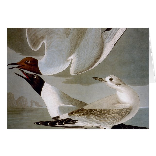 Audubon: Bonapartes Möwe (Vorderseite (Horizontal))