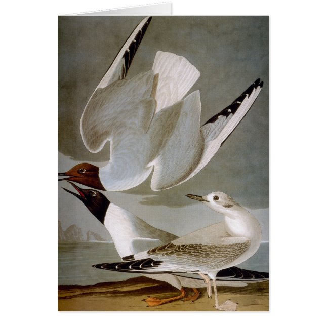 Audubon: Bonapartes Möwe (Vorne)