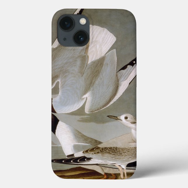 Audubon: Bonapartes Möwe Case-Mate iPhone Hülle (Rückseite)