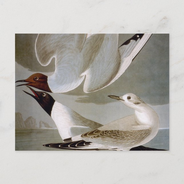 Audubon: Bonapartes Möwe Postkarte (Vorderseite)