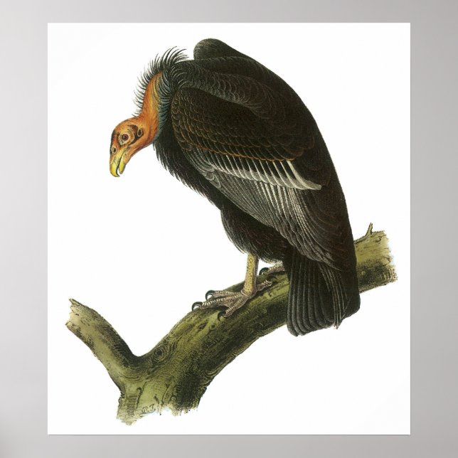 Audubon California Condor Poster (Vorne)