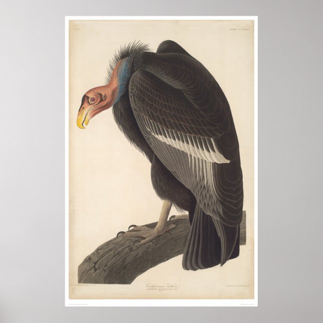 Audubon California Vulture (2609A) Poster (Vorne)