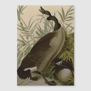 Audubon Canada Goose Wildlife Bird Magnetkarte