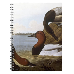 Audubon: Canvasback Notizblock