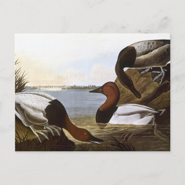 Audubon: Canvasback Postkarte (Vorderseite)