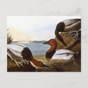 Audubon: Canvasback Postkarte