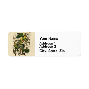 Audubon Carolina Parrot Bird Illustration