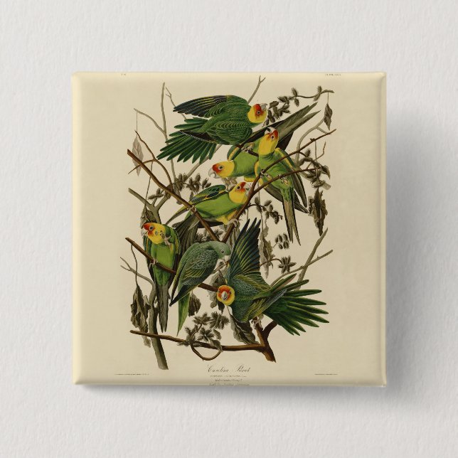 Audubon Carolina Parrot Bird Illustration Button (Vorderseite)