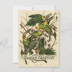 Audubon Carolina Parrot Bird Illustration Einladung