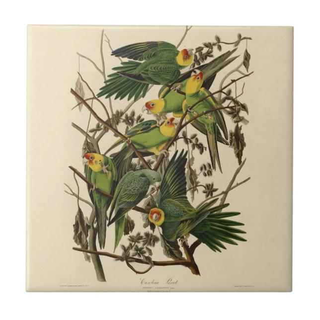 Audubon Carolina Parrot Bird Illustration Fliese (Vorderseite)