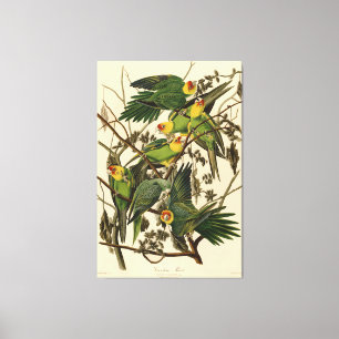 Audubon Carolina Parrot Bird Illustration Leinwanddruck