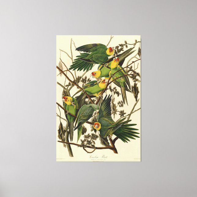Audubon Carolina Parrot Bird Illustration Leinwanddruck (Vorderseite)