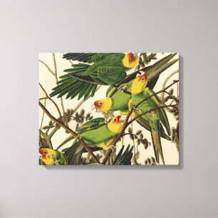 Audubon Carolina Parrot Bird Illustration Leinwanddruck