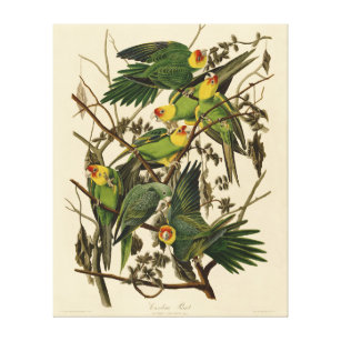 Audubon Carolina Parrot Bird Illustration Leinwanddruck