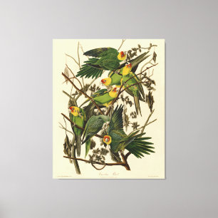 Audubon Carolina Parrot Bird Illustration Leinwanddruck