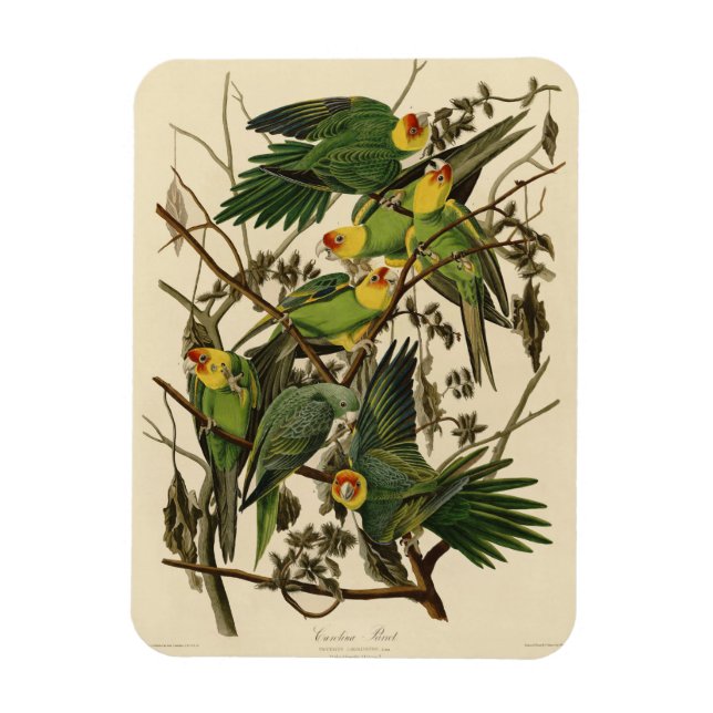 Audubon Carolina Parrot Bird Illustration Magnet (Vertikal)