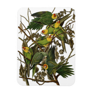 Audubon Carolina Parrot Bird Illustration Magnet