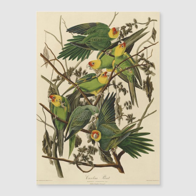 Audubon Carolina Parrot Bird Illustration Magnetkarte (Vorderseite)