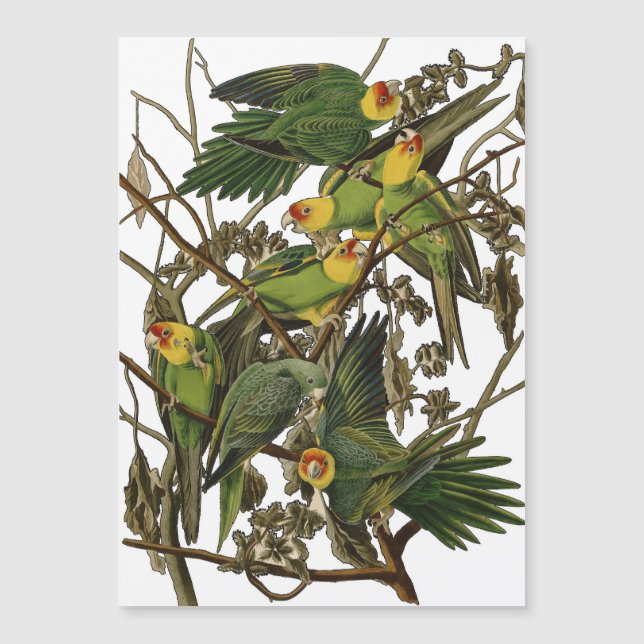 Audubon Carolina Parrot Bird Illustration Magnetkarte (Vorderseite)