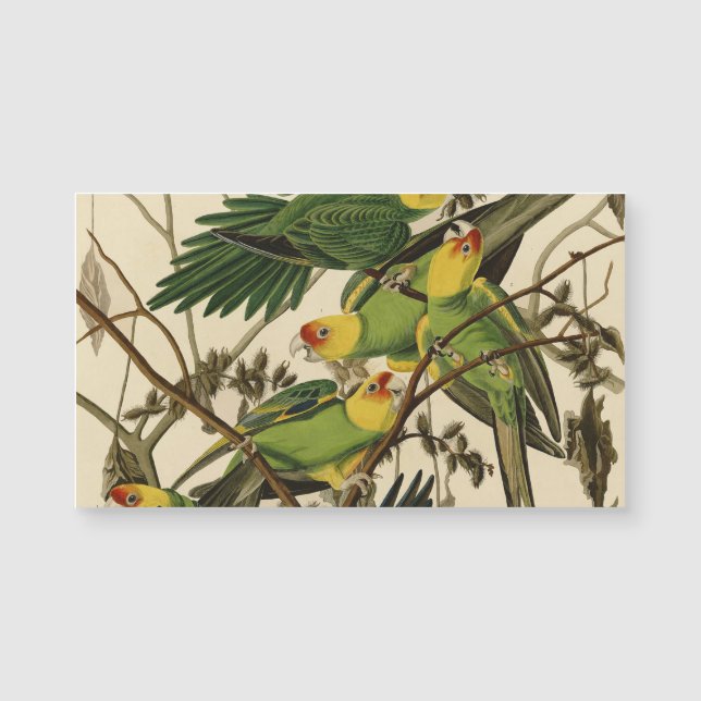 Audubon Carolina Parrot Bird Illustration Magnetkarte (Vorderseite)