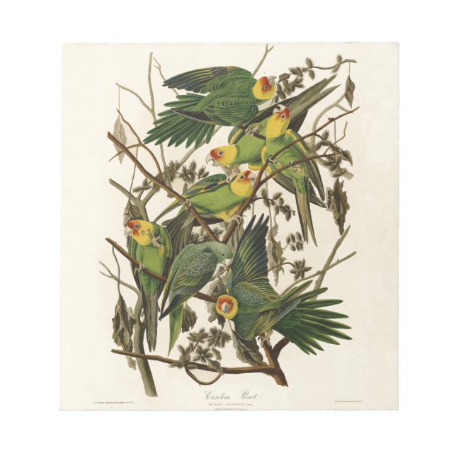 Audubon Carolina Parrot Bird Illustration Notizblock (Vorderseite)