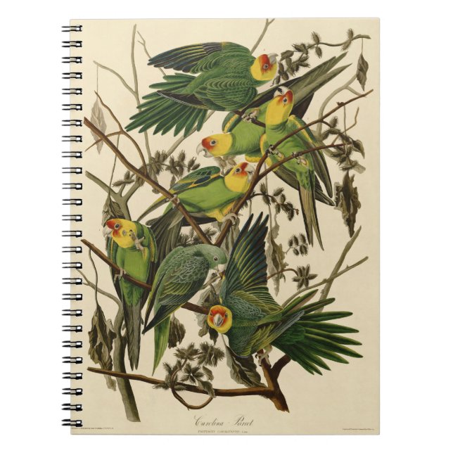 Audubon Carolina Parrot Bird Illustration Notizblock (Vorderseite)
