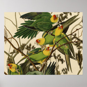 Audubon Carolina Parrot Bird Illustration Poster
