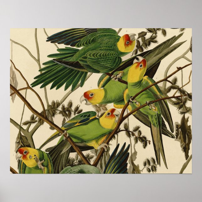 Audubon Carolina Parrot Bird Illustration Poster (Vorne)