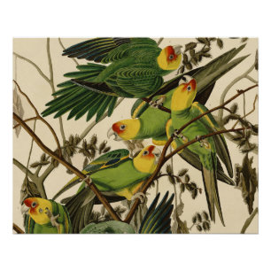 Audubon Carolina Parrot Bird Illustration Poster