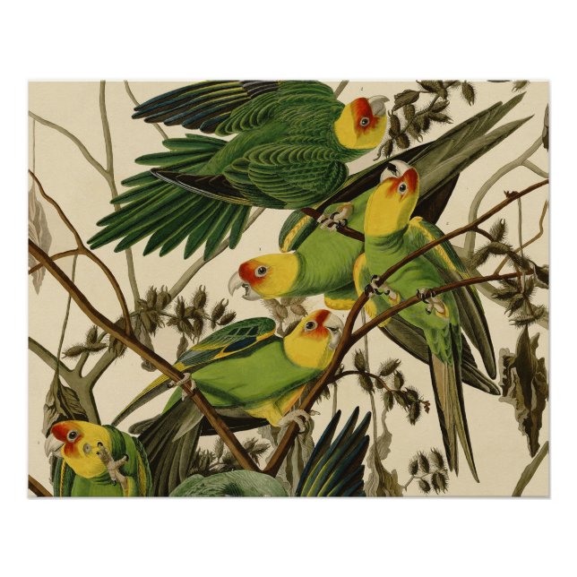 Audubon Carolina Parrot Bird Illustration Poster (Vorderseite)