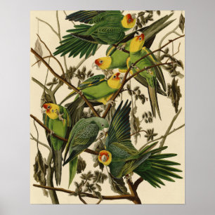 Audubon Carolina Parrot Bird Illustration Poster