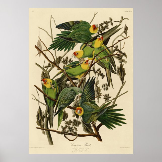 Audubon Carolina Parrot Bird Illustration Poster (Vorne)