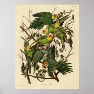 Audubon Carolina Parrot Bird Illustration Poster