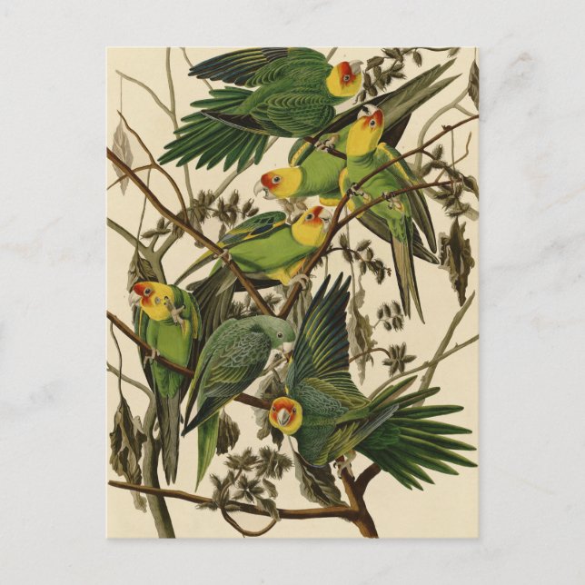 Audubon Carolina Parrot Bird Illustration Postkarte (Vorderseite)