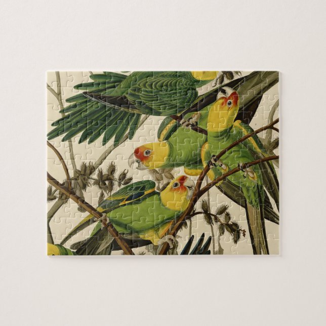 Audubon Carolina Parrot Bird Illustration Puzzle (Horizontal)