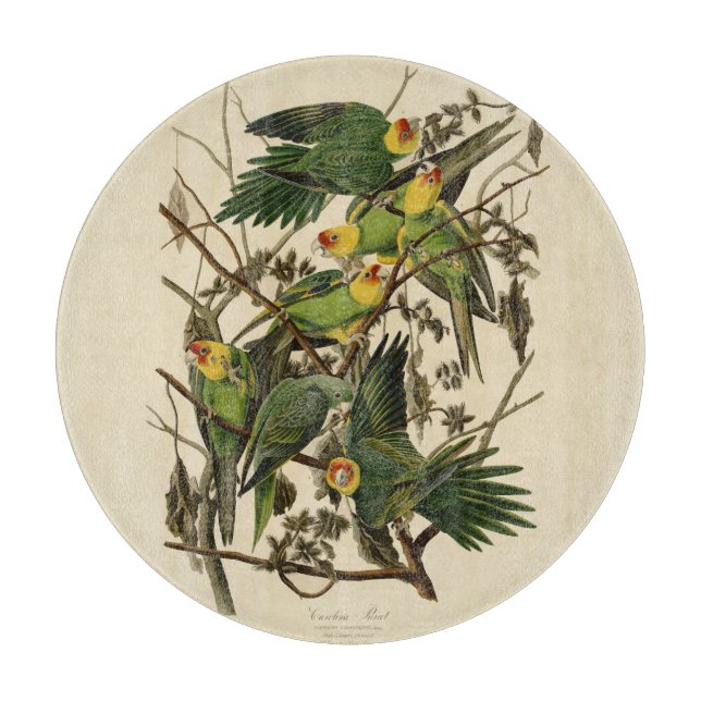 Audubon Carolina Parrot Bird Illustration Schneidebrett (Vorderseite)