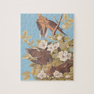 Audubon Carolina-Taube oder Trauertaube Puzzle