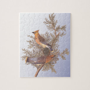 Audubon Cedar Waxwing Bird auf Evergreen Junior Puzzle