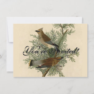 Audubon Cedar Waxwing Bird Einladung