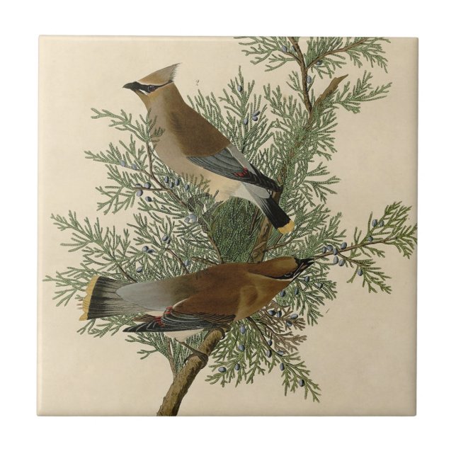Audubon Cedar Waxwing Bird Fliese (Vorderseite)